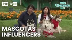 De fiel compañero a influencers: el fenómeno de las mascotas | “Más conectados”