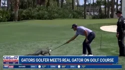 Watch: Former Gators golfer encounters real gator on the golf course