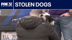 Van full of dogs stolen in Chicago recovered, 1 arrested