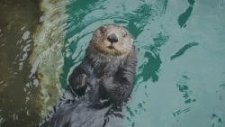 Eyes below the kelp offer a new way to study sea otter habitat