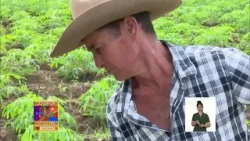 Agricultores Pequeños: Protagonistas de la Agricultura en Cuba