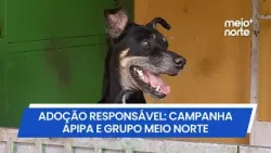 Campanha de adoção Apipa e Grupo Meio Norte de Comunicação | Meio Norte Campanha de adoção Apipa e Grupo Meio Norte de Comunicação | Meio Norte