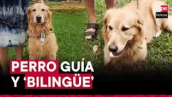 Surco: conoce al único perro guía registrado en Conadis y que entiende inglés