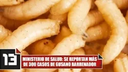 Ministerio de Salud: Se reportan más de 300 casos de gusano barrenador