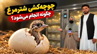 How are ostrich chicks hatched? / چوچه‌کشی شترمرغ چگونه انجام می‌شود؟
