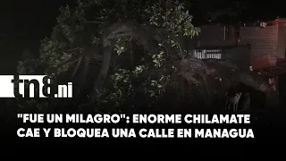 Árbol de chilamate colapsa y obstruye una calle en el barrio Reparto Shick de Managua