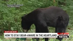 Beware of Bears: How to stay safe as Missouri’s Black Bear Population continues to grow Beware of Bears: How to stay safe as Missouri’s Black Bear Population continues to grow