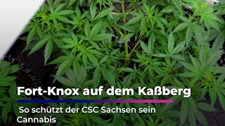 Fort Knox on the Kaßberg - How the CSC Sachsen protects its cannabis