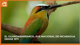 Learn some fun facts about the National Bird of #Nicaragua 🇳🇮