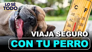 Vital tips for traveling with dogs and avoiding heatstroke | Lo Sé Todo