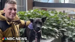 Australian tech entrepreneur uses AI to create cancer treatment for his dog