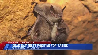 2 rabies-infected bats were found in Yosemite in 1 year, NPS confirms