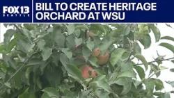 New WA bill would create heritage orchard at WSU | FOX 13 Seattle New WA bill would create heritage orchard at WSU | FOX 13 Seattle