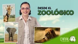 Desde el Zoológico | Pesaje de pequeñas especies (parte 2)