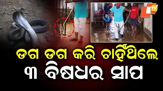 Three Venomous Snakes Rescued From Flood-Hit House in Jajpur After Water Recedes