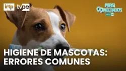 Cómo mantener la higiene de tu mascota correctamente | Más conectados