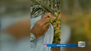 النخلة رمز الإمارات .. مسؤولية مشتركة للحفاظ على الإرث وتوارثه