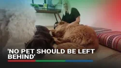 Жители Дубая объединились, чтобы помочь животным, брошенным сбежавшими хозяевами | Новости ABS-CBN