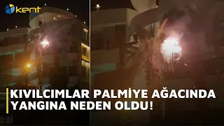SPARKS CAUSED A FIRE IN A PALM TREE!