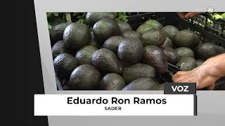 Jalisco urges Mexico to export more avocados to the United States due to competition from South A...
