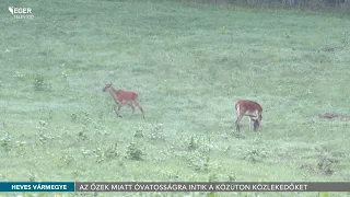 Az őzek miatt óvatosságra intik a közúton közlekedőket - 2026.07.22.