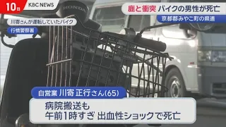 Motorcyclist dies after colliding with deer on Miyako town prefectural road