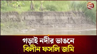 গড়াই নদীর ভাঙনে বিলীন ফসলি জমি, আতঙ্কে নদীপাড়ের মানুষ | Jheanaidah News | Channel 24