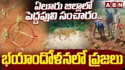 ఏలూరు జిల్లాలో పెద్దపులి సంచారం.. భయాందోళనలో ప్రజలు | Tiger spotted in Eluru district | ABN Telugu