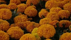 Hermosillo vendors offer over five thousand cempasúchil plants from
