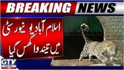 Chaos At Islamabad University As Leopard Appears On Campus | Viral Video | GTV News | Breaking News Chaos At Islamabad University As Leopard Appears On Campus | Viral Video | GTV News | Breaking News