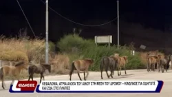Κεφαλονιά: άγρια άλογα του Αίνου στη μέση του δρόμου - κίνδυνος για οδηγούς και ζώα στις Πλατιές
