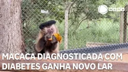Macaca-prego diagnosticada com diabetes ganha novo lar