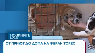 Историята на Майло: Българското куче, осиновено от испанския голмайстор Феран Торес