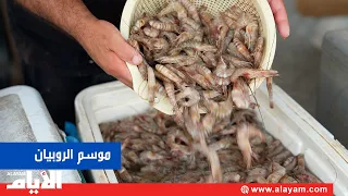 After the shrimp fishing ban is lifted: Limited supply and declining demand in markets
