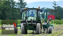 Food costs could start climbing as impact of war in Middle East begins to be felt elsewhere Food costs could start climbing as impact of war in Middle East begins to be felt elsewhere