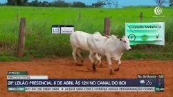 28º Leilão Precoce Total oferta gado de corte dia 8 de abril no Canal do Boi
