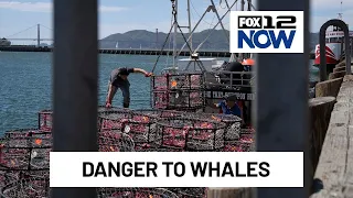 ODFW to test experimental crab pots that are safe for whales