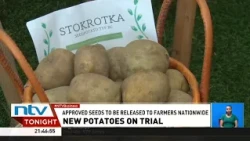 Potato trials underway for three new seed varieties to boost farmers’ yields