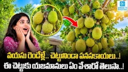 వయసు రెండేళ్లే   చెట్టునిండా పనసకాయలు   ఈ చెట్టుకు యజమానులు ఏం వేశారో తెలుసా