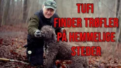 Hunden Tufi finder trøfler for en formue i danske skove - men det er hemmeligt HVORHENNE
