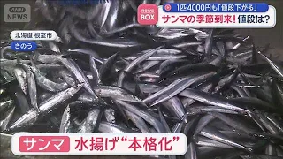 Pacific saury season is here! What about the price? Prices are expected to drop from 4,000 yen pe...
