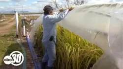 Funding cuts threaten small Central Valley farms as USDA program runs out early