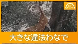 シカの生首が相次ぎ…イノシシをノコギリで食肉加工し販売か　密猟疑いで男を逮捕【もっと知りたい！】【グッド！モーニング】(2026年10月15日)