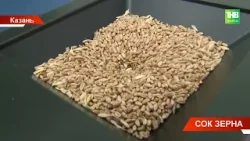 Бракованное зерно: татарстанские специалисты забраковали 8 партий зерна, в которых нашли пестициды