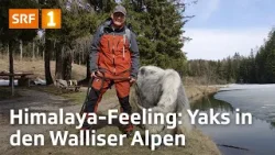 Mit Yaks durch das Wallis spazieren | Outdoor-Reporter Marcel Hähni in den Walliser Alpen | SRF