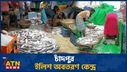 চাঁদপুর ইলিশ অবতরণ কেন্দ্রে বেড়েছে মাছের আমদানি | Chadpur | Hilsha | ATN News