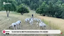 Σε κατάσταση έκτακτης ανάγκης η Λέσβος: Αυστηρά μέτρα βιοασφάλειας για τον αφθώδη πυρετό