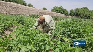 Concerns over shrinking farmland in Helmand | نگرانی از کاهش زمین‌های زراعتی در هلمند