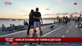 Cats Have Become Istanbul's Tourism Ambassadors