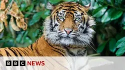 Tiger conservation: Ten countries pledge $1bn to protect population | BBC News